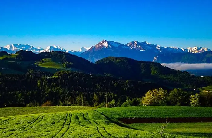 Haengebett Im Stall *