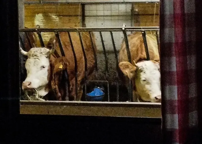 Feriegård Haengebett Im Stall *