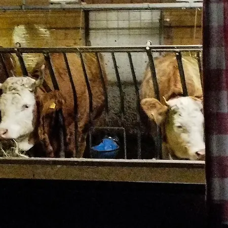 Farma Haengebett Im Stall *